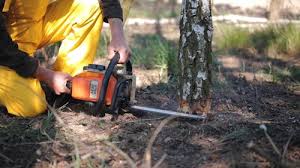 Best Storm Damage Tree Cleanup  in Brewer, ME